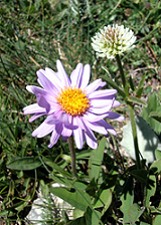 bloemen