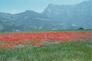 Bloemenveld. Enkele kilometers voor Barcelonette