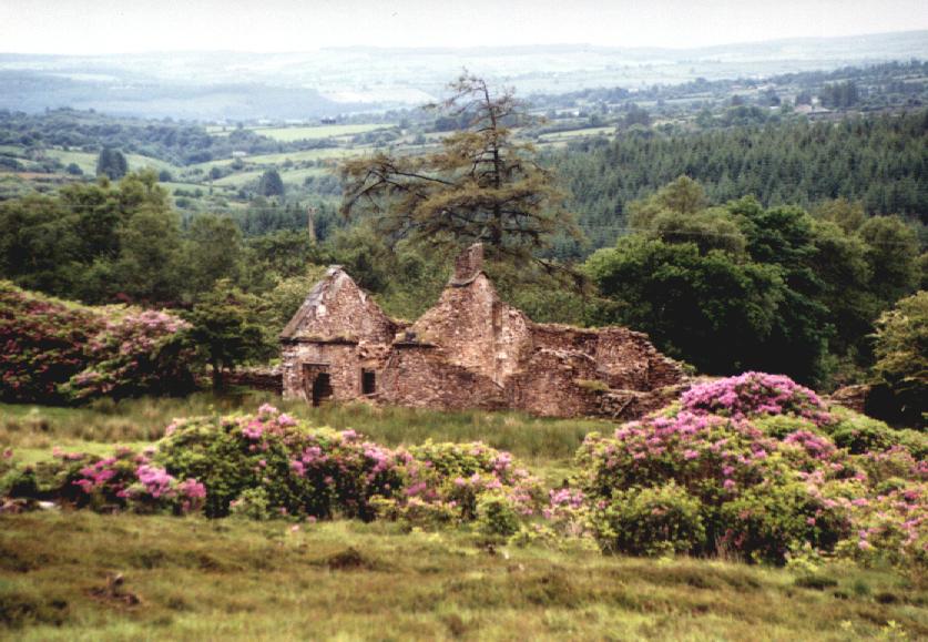 Rododendron valley