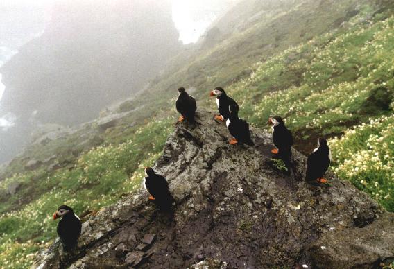 Skellig birds