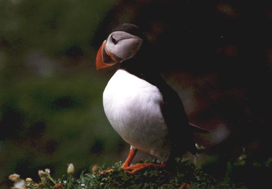 Skellig bird