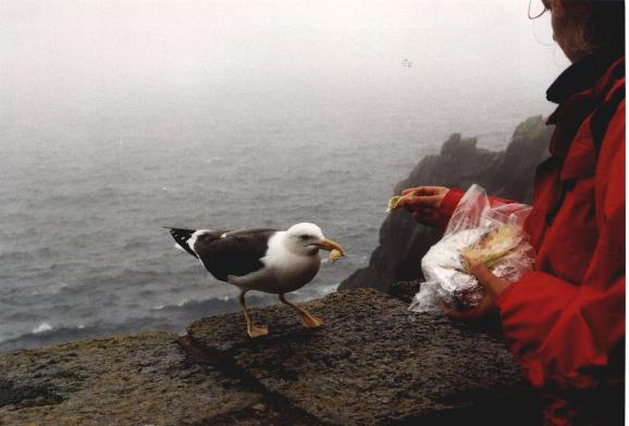 Bird feeding